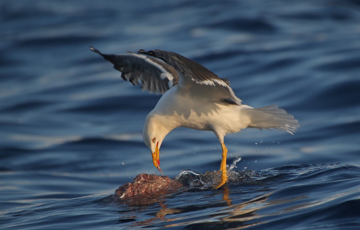 Lesser Black-backed Gull - ML107575631