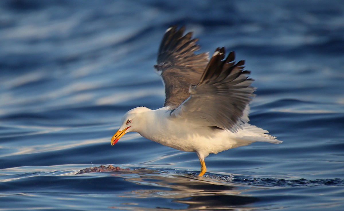 Lesser Black-backed Gull - ML107575711