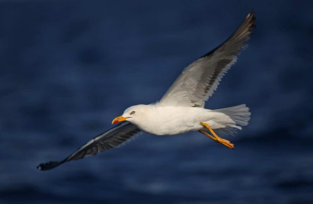 Lesser Black-backed Gull - ML107575751