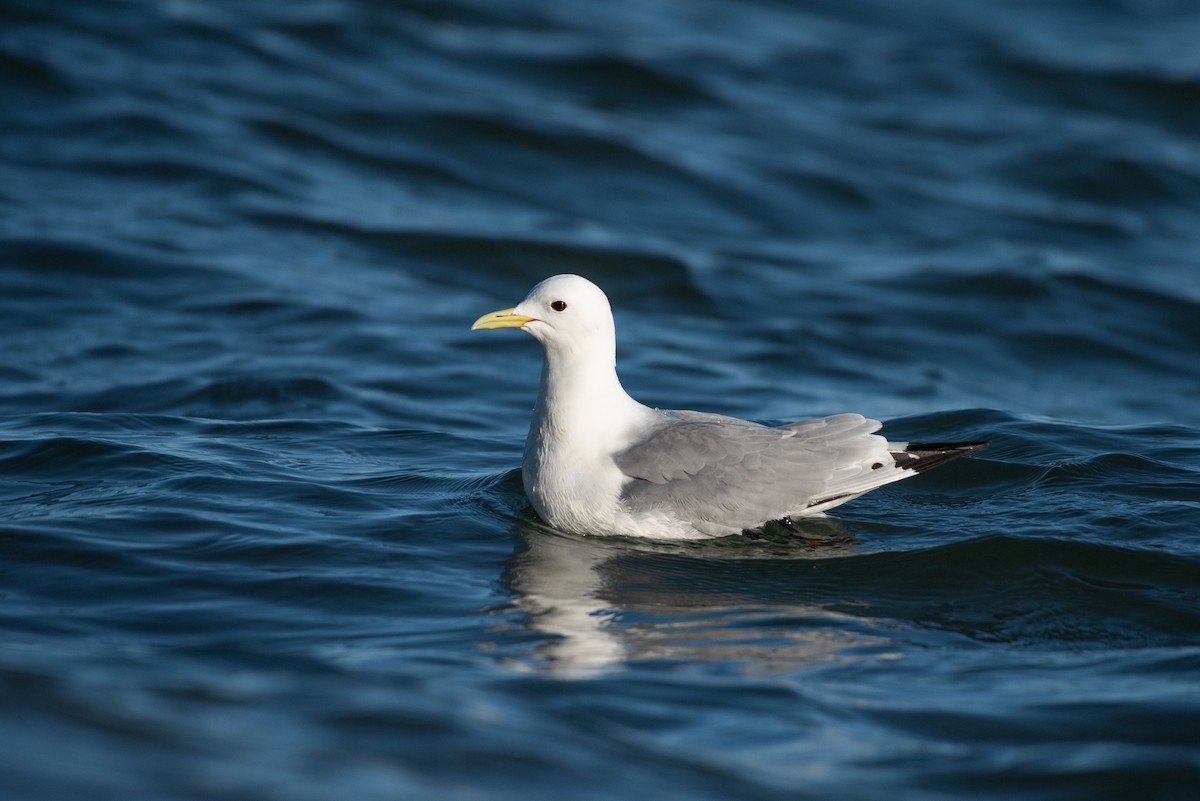 Black-legged Kittiwake - ML107576401