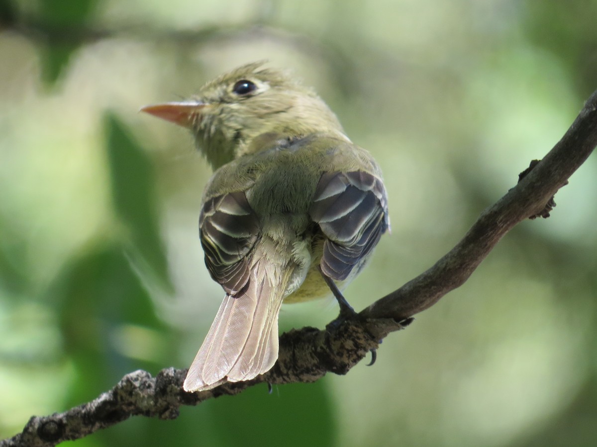 Western Flycatcher (Cordilleran) - ML107578371