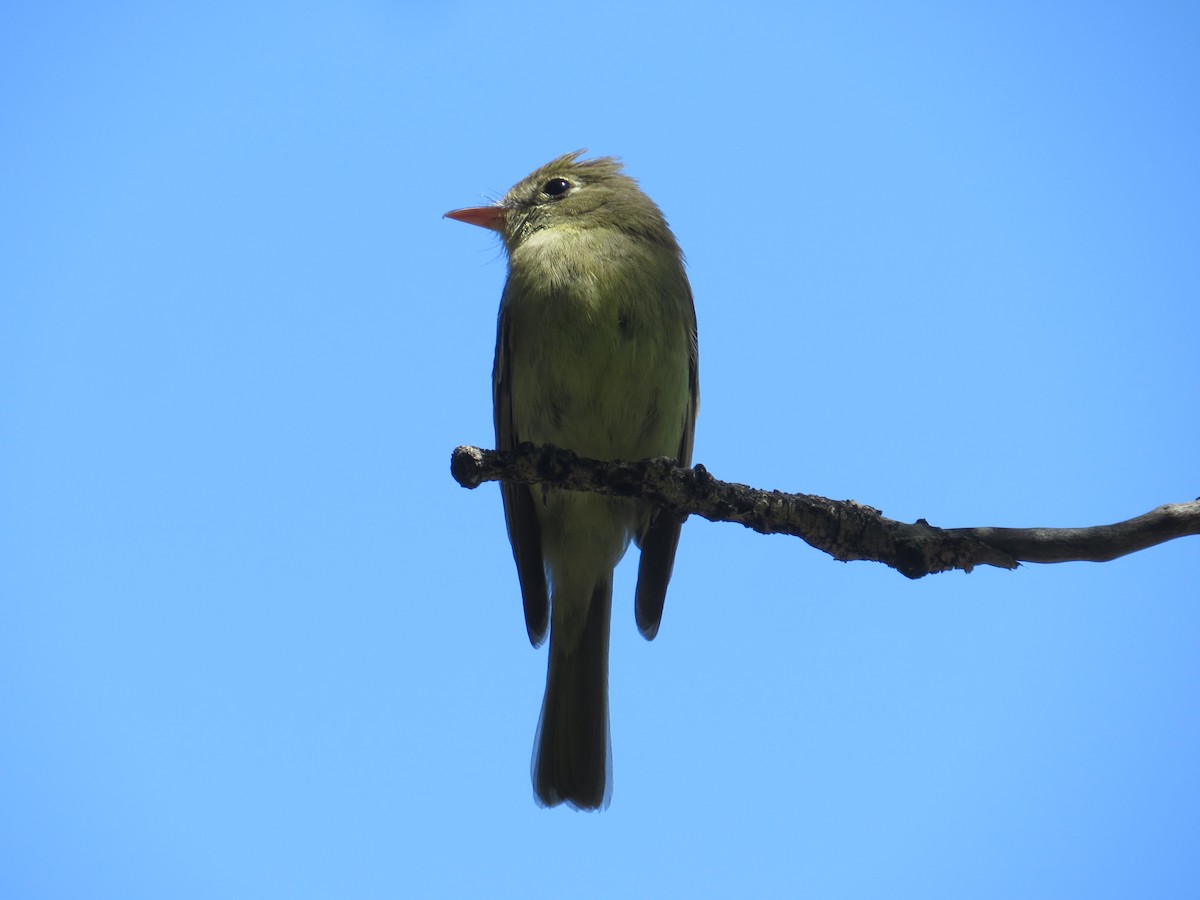 Western Flycatcher (Cordilleran) - ML107578401