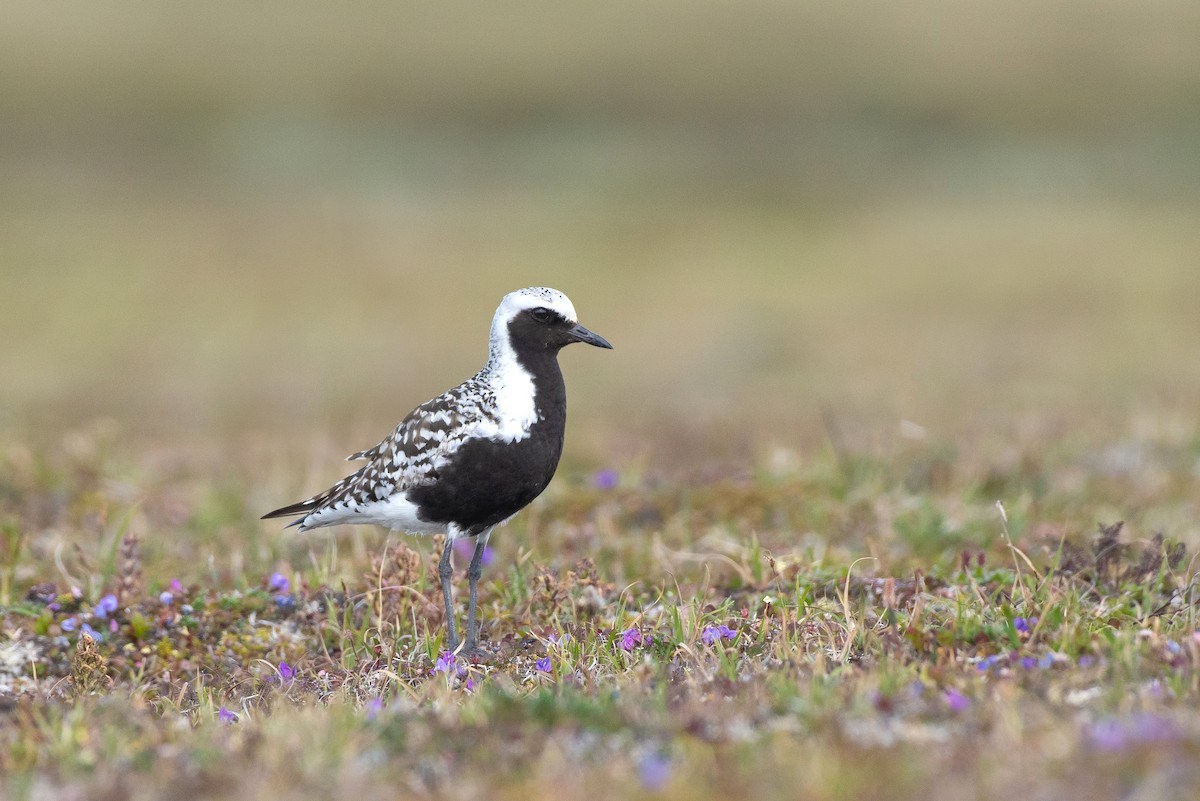 Black-bellied Plover - Tyler Ficker