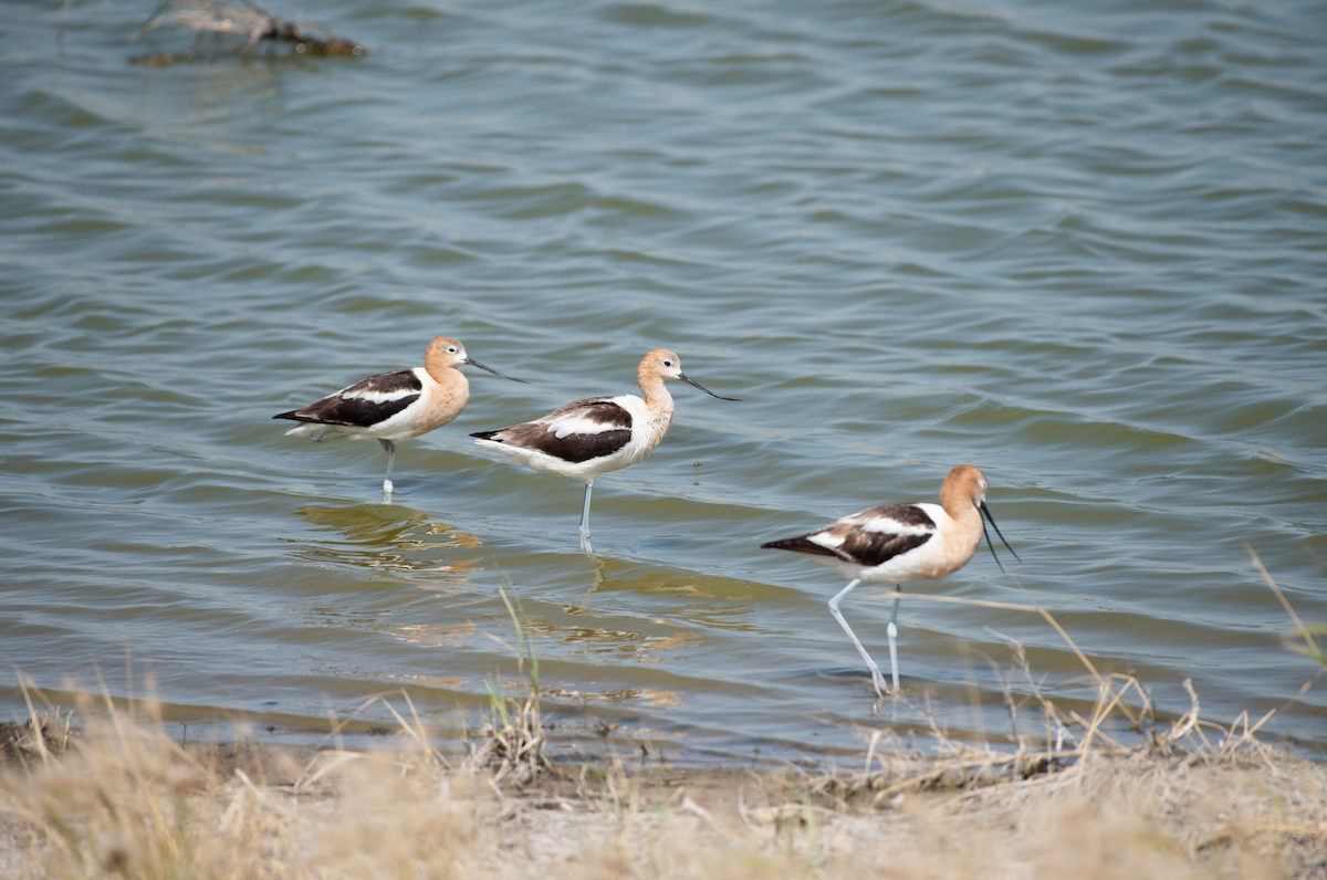 Avocette d'Amérique - ML107579481