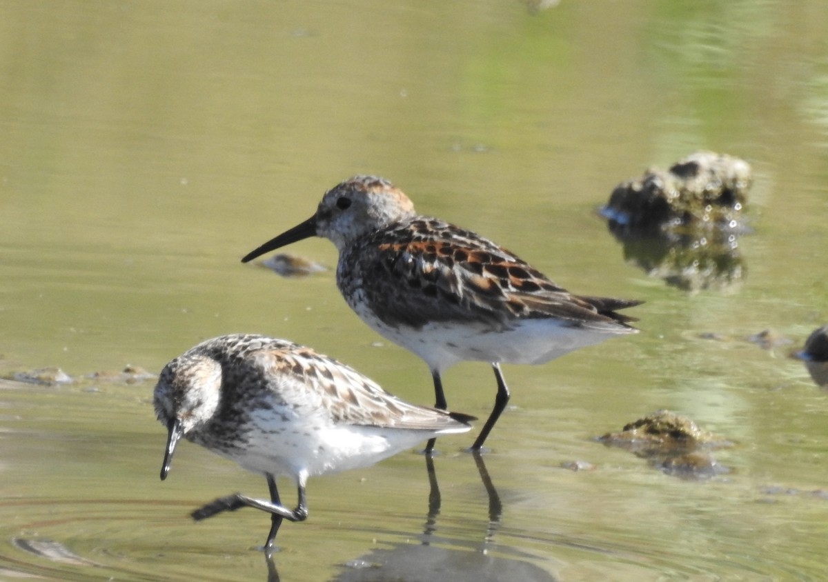 Bergstrandläufer - ML107579601