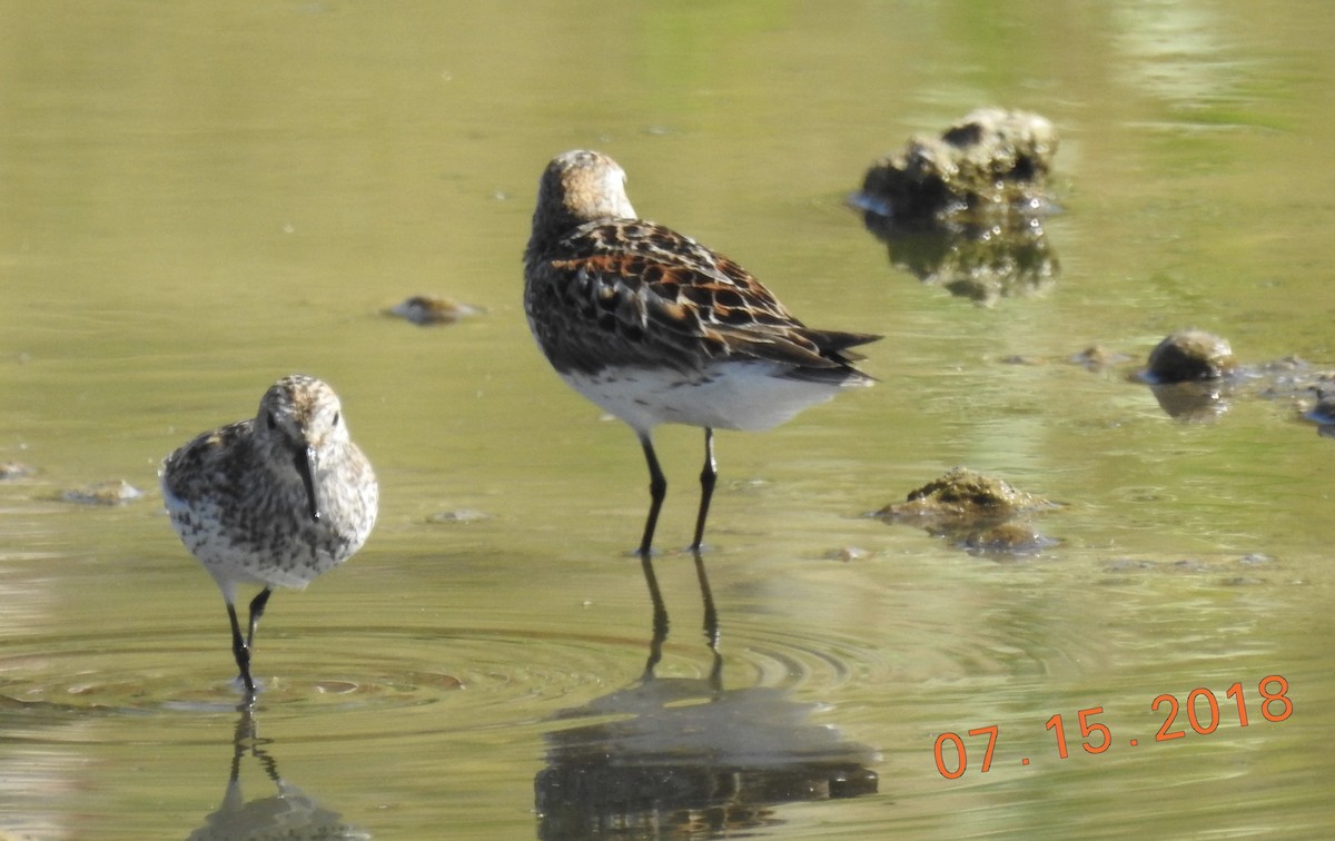 Western Sandpiper - Janet Phillips