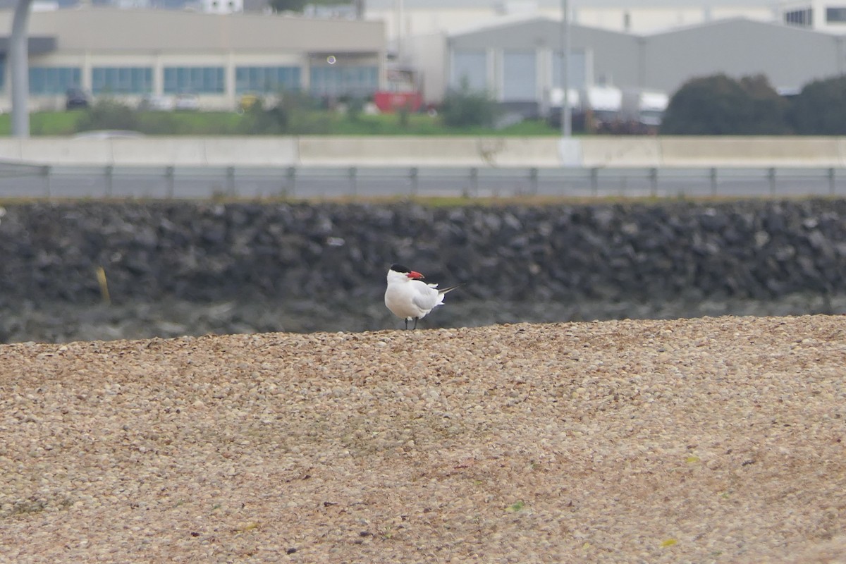 Caspian Tern - ML107580751