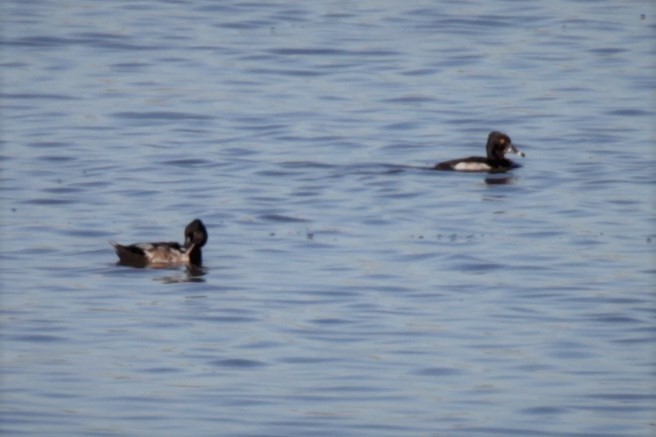 Ring-necked Duck - Doug Korver