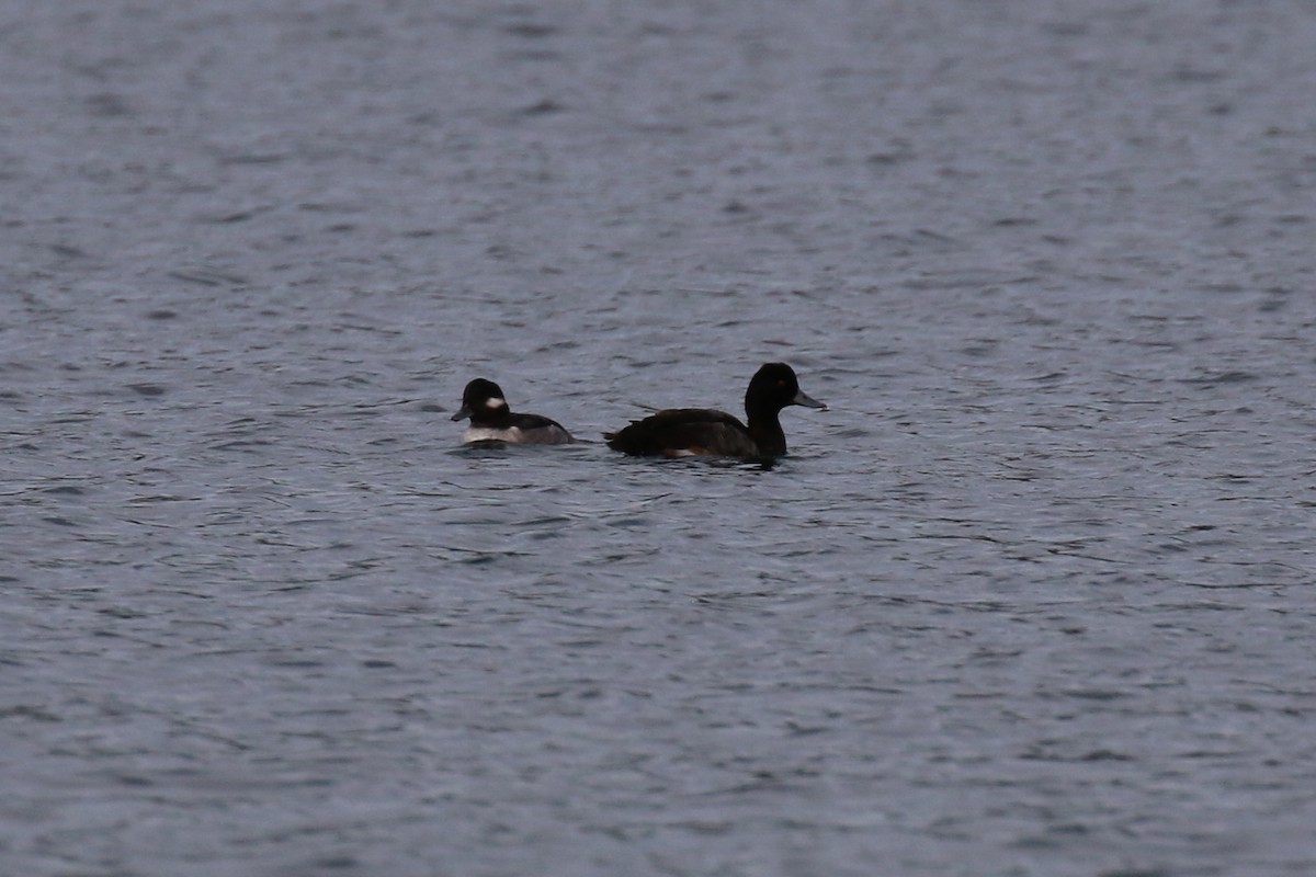 Lesser Scaup - Henry Burton