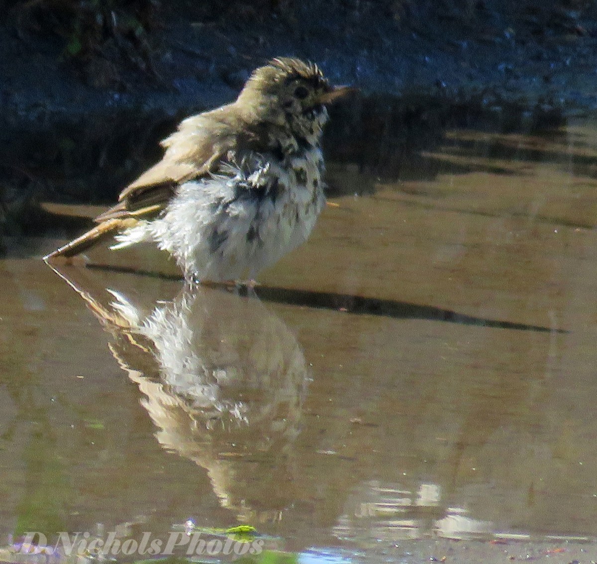 Hermit Thrush - ML107581491