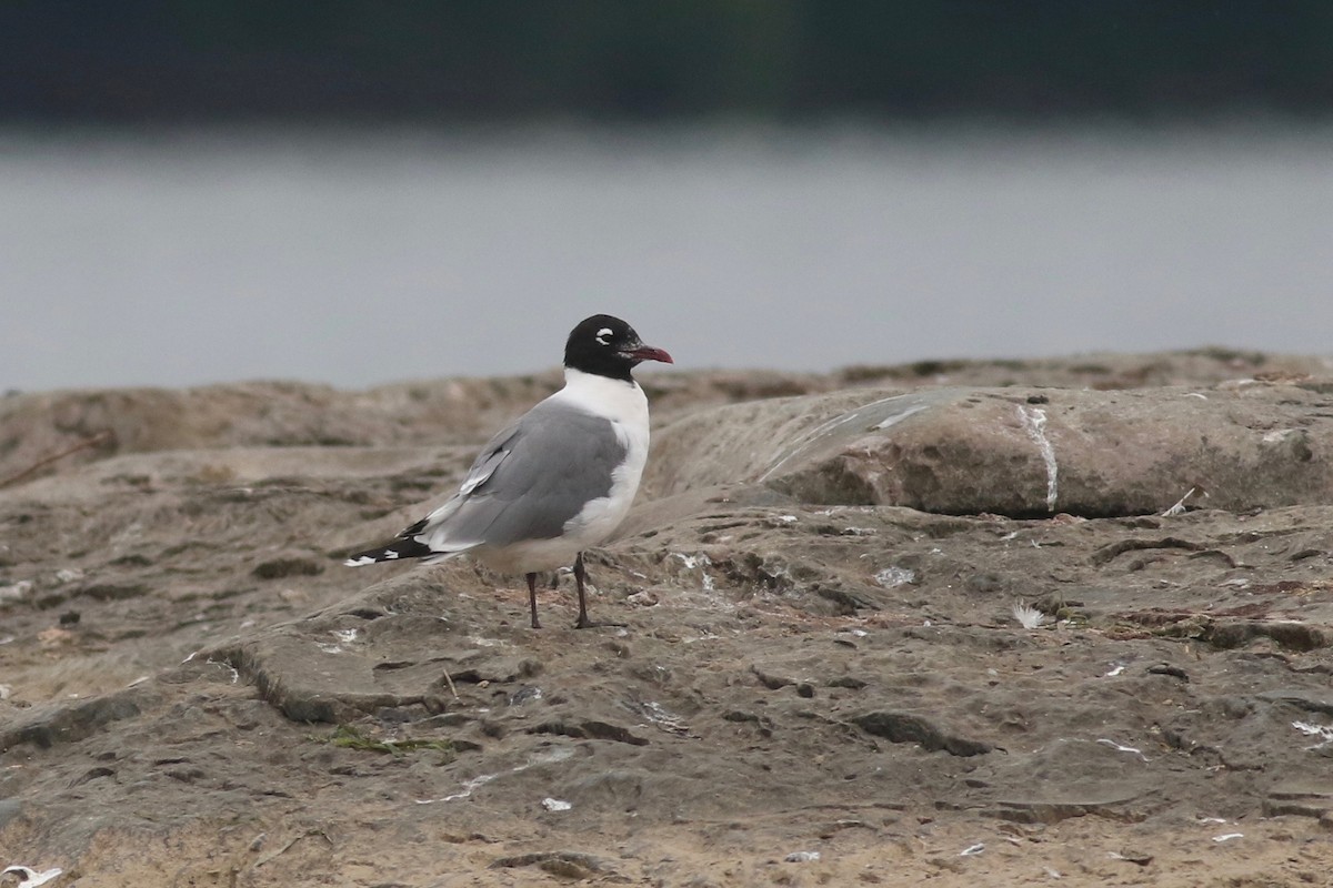 Franklin's Gull - ML107581661