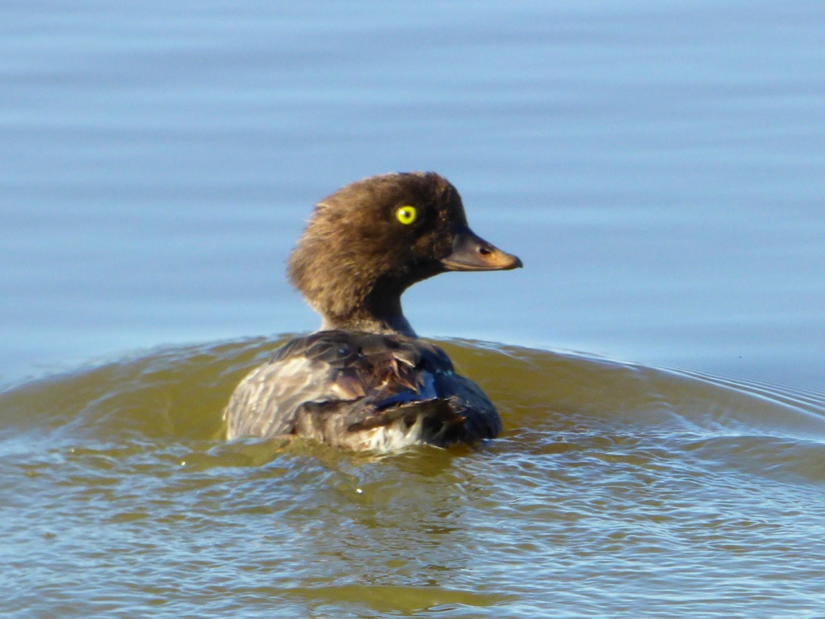 Barrow's Goldeneye - ML107582011