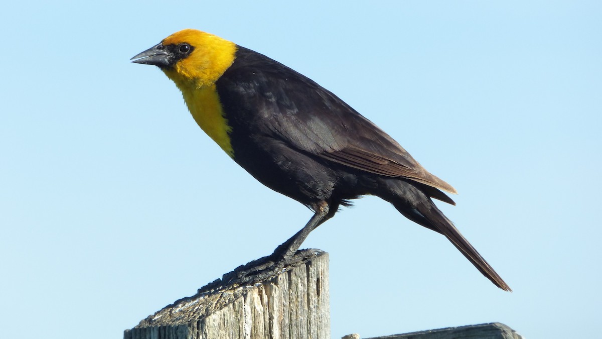Yellow-headed Blackbird - ML107582331
