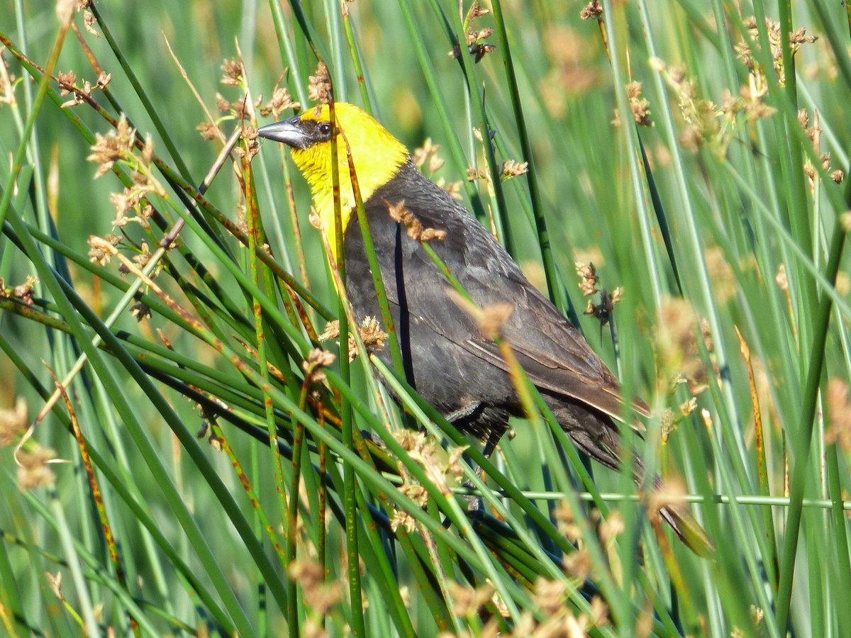 Yellow-headed Blackbird - ML107582391