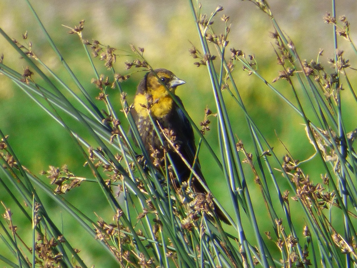 Yellow-headed Blackbird - ML107582431