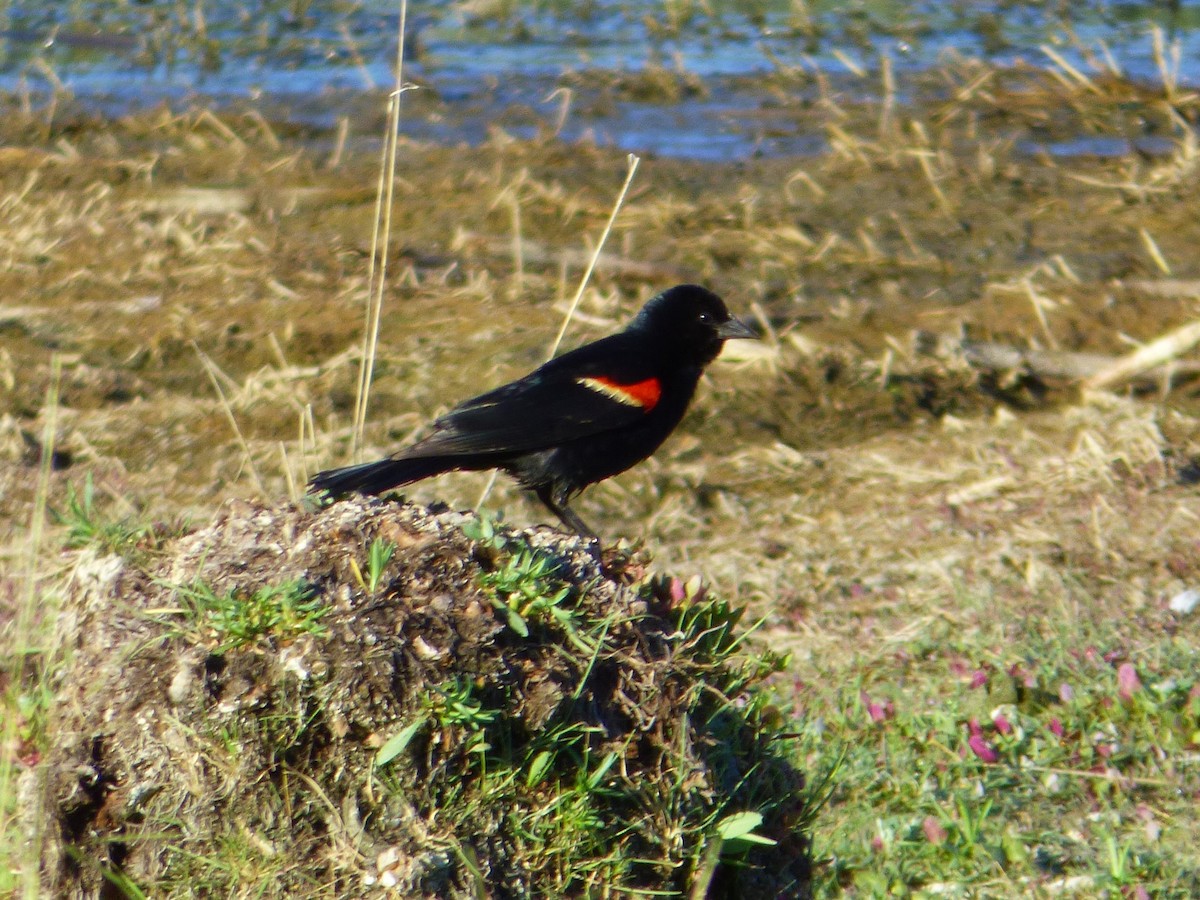 Red-winged Blackbird - ML107582461