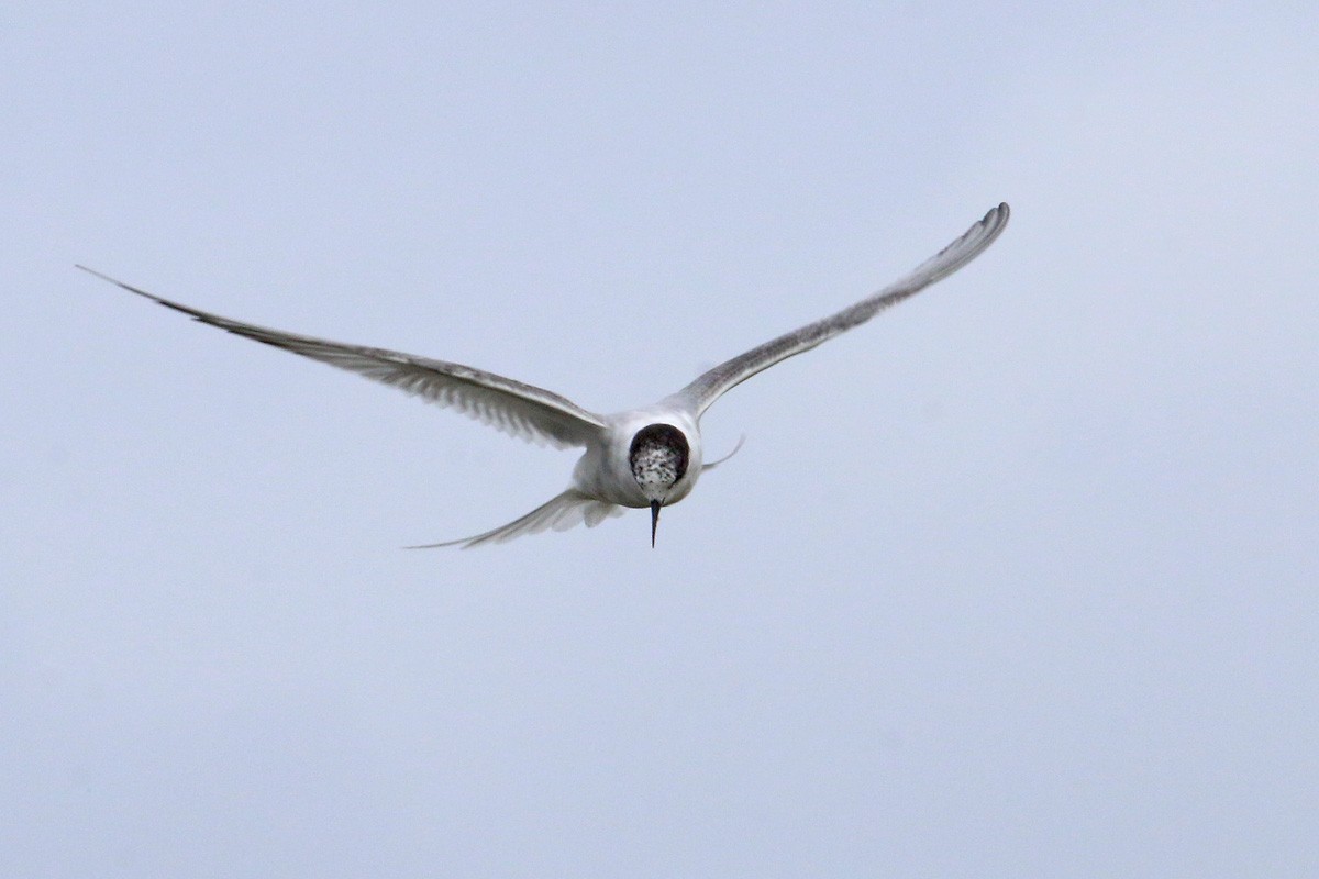 Arctic Tern - ML107585441