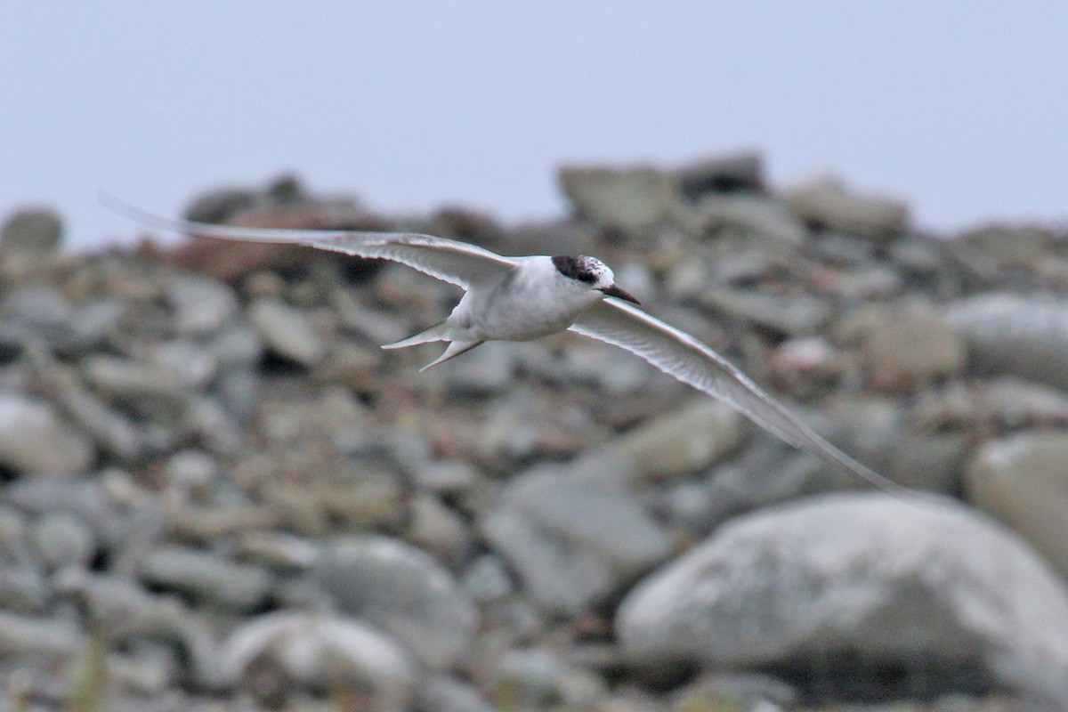 Arctic Tern - ML107585461