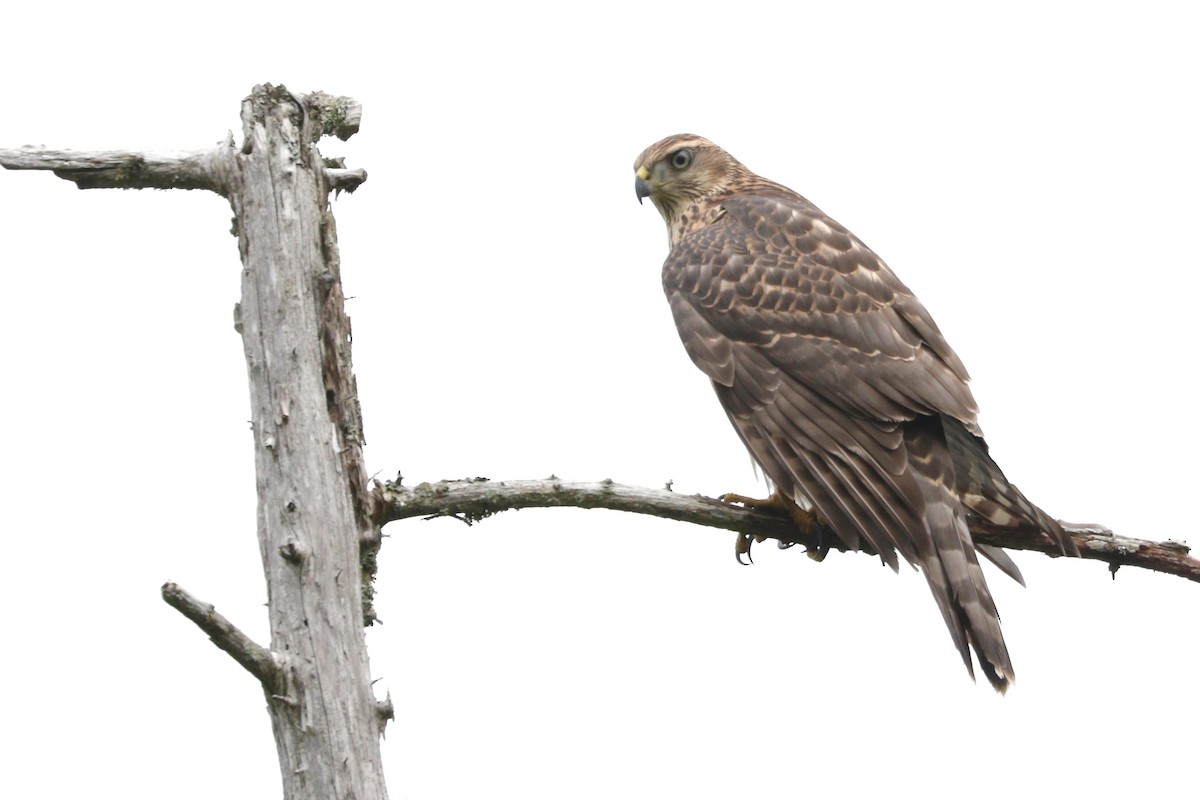 American Goshawk - ML107587331