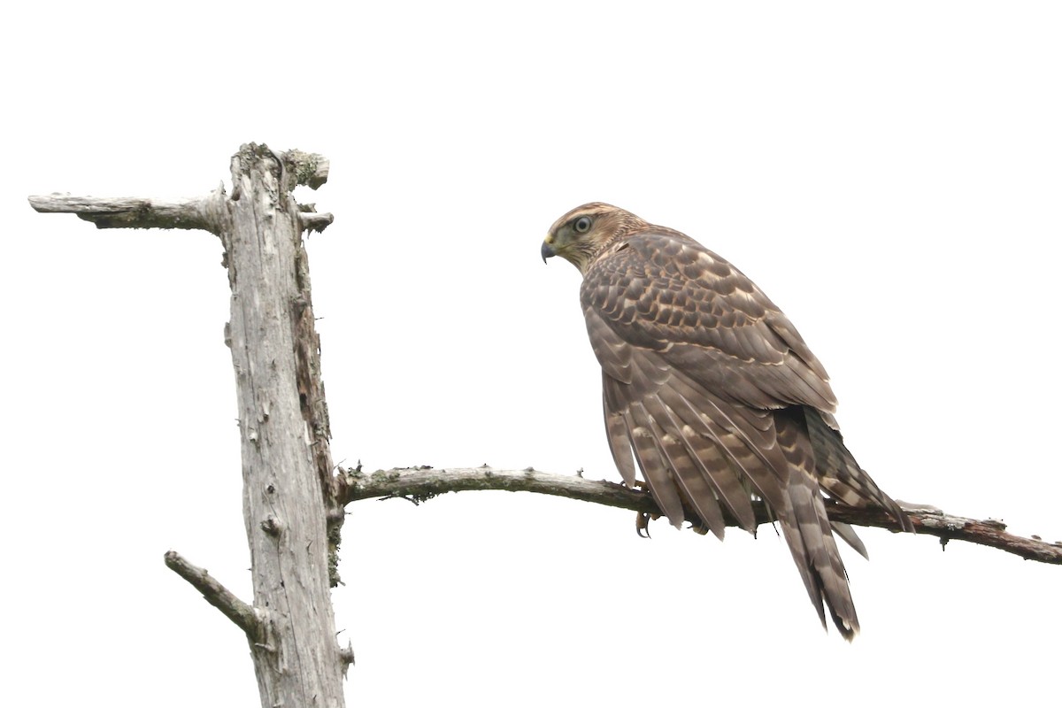 American Goshawk - ML107587361