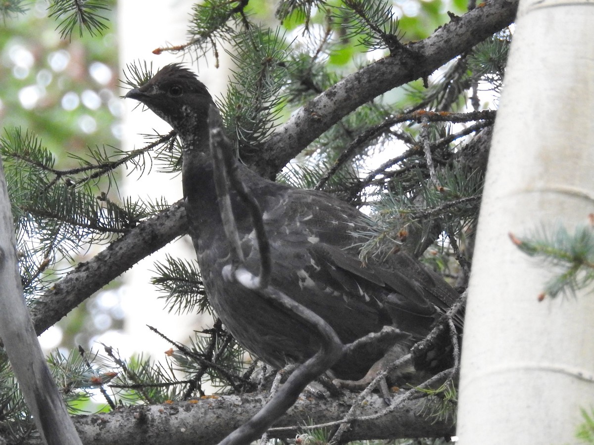 Dusky Grouse - ML107587571