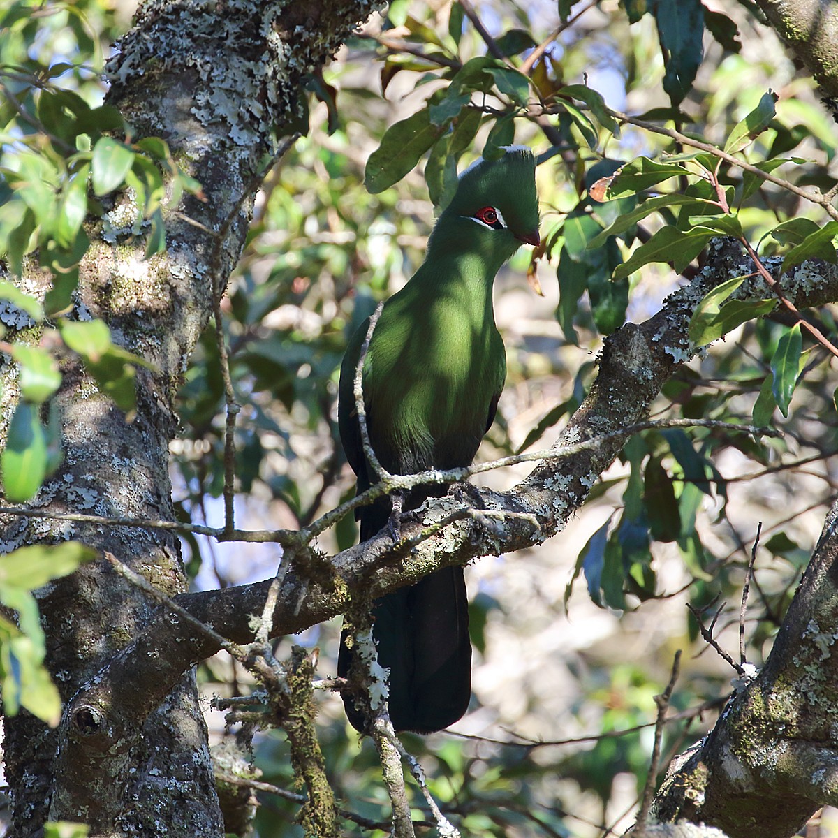 Knysna Turaco - ML107588511