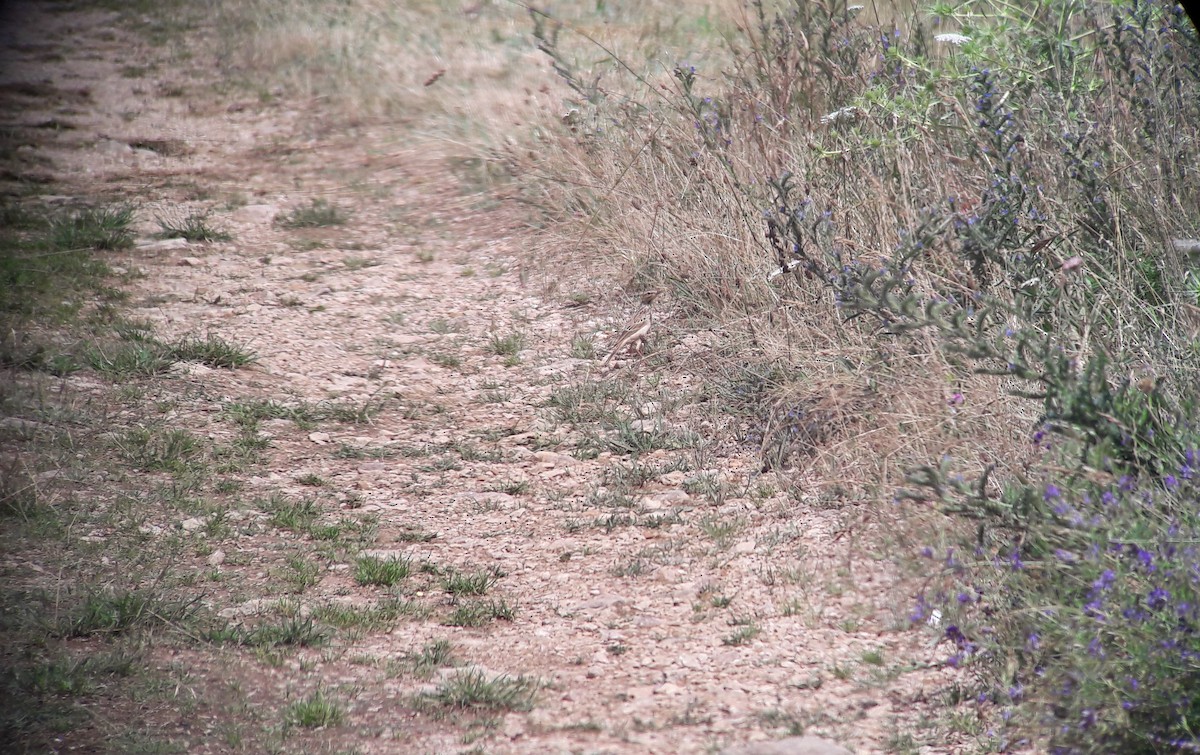 Tawny Pipit - ML107589041