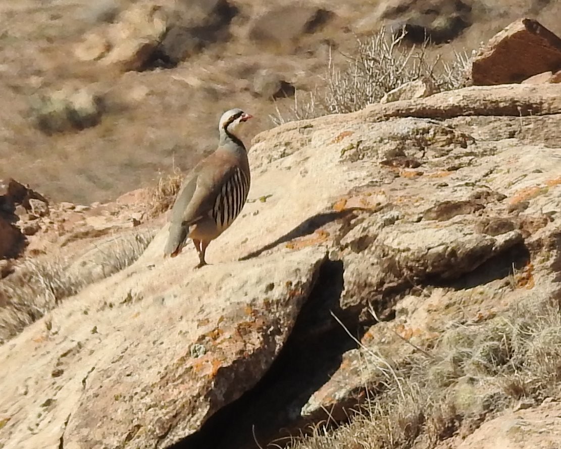 Chukarhuhn - ML107589501