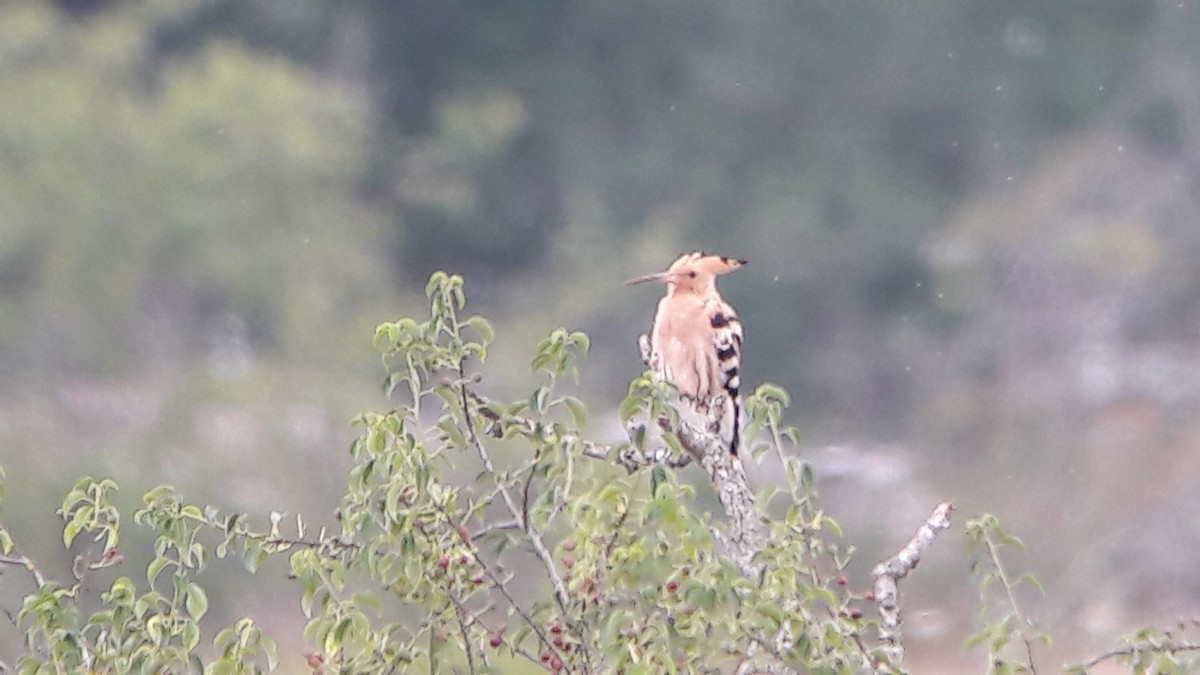 Eurasian Hoopoe - Javier Morala/MCBirding.com