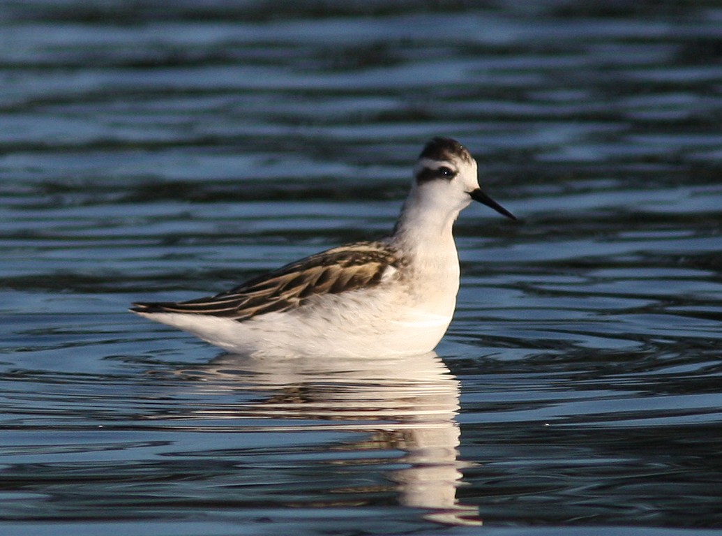 Phalarope à bec étroit - ML107591271