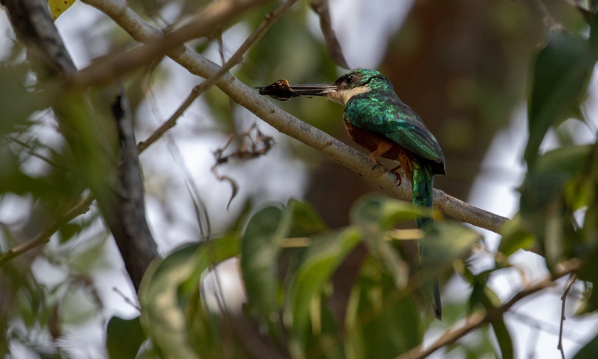 Rufous-tailed Jacamar (Rufous-tailed) - ML107591631