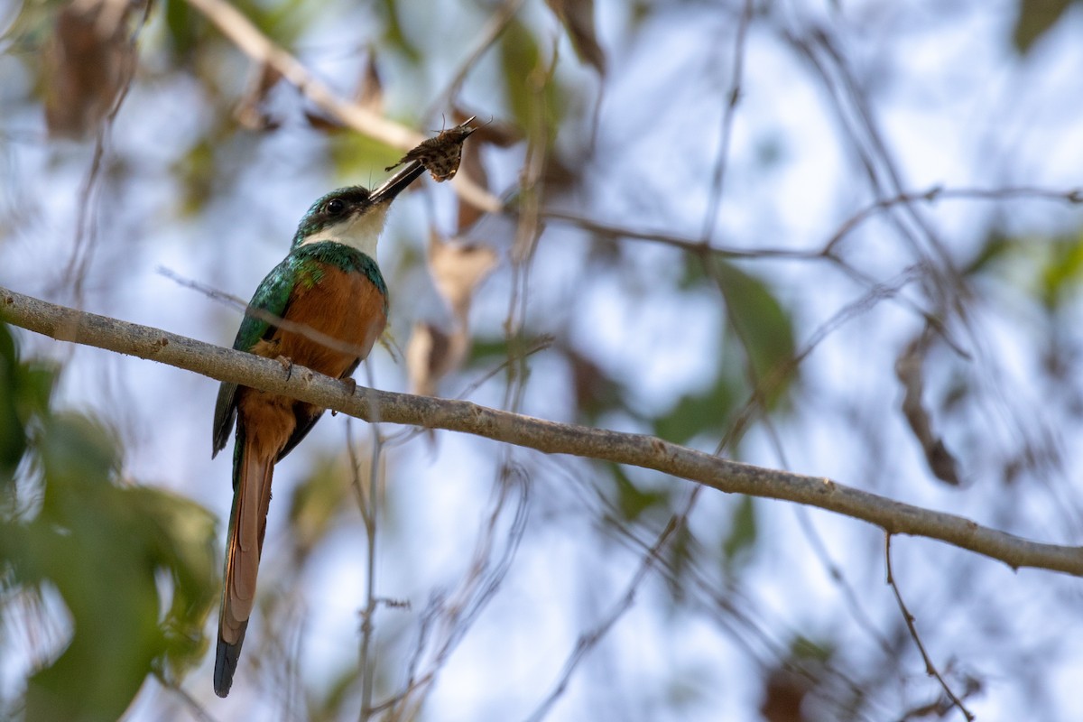 Rufous-tailed Jacamar (Rufous-tailed) - Drew Weber