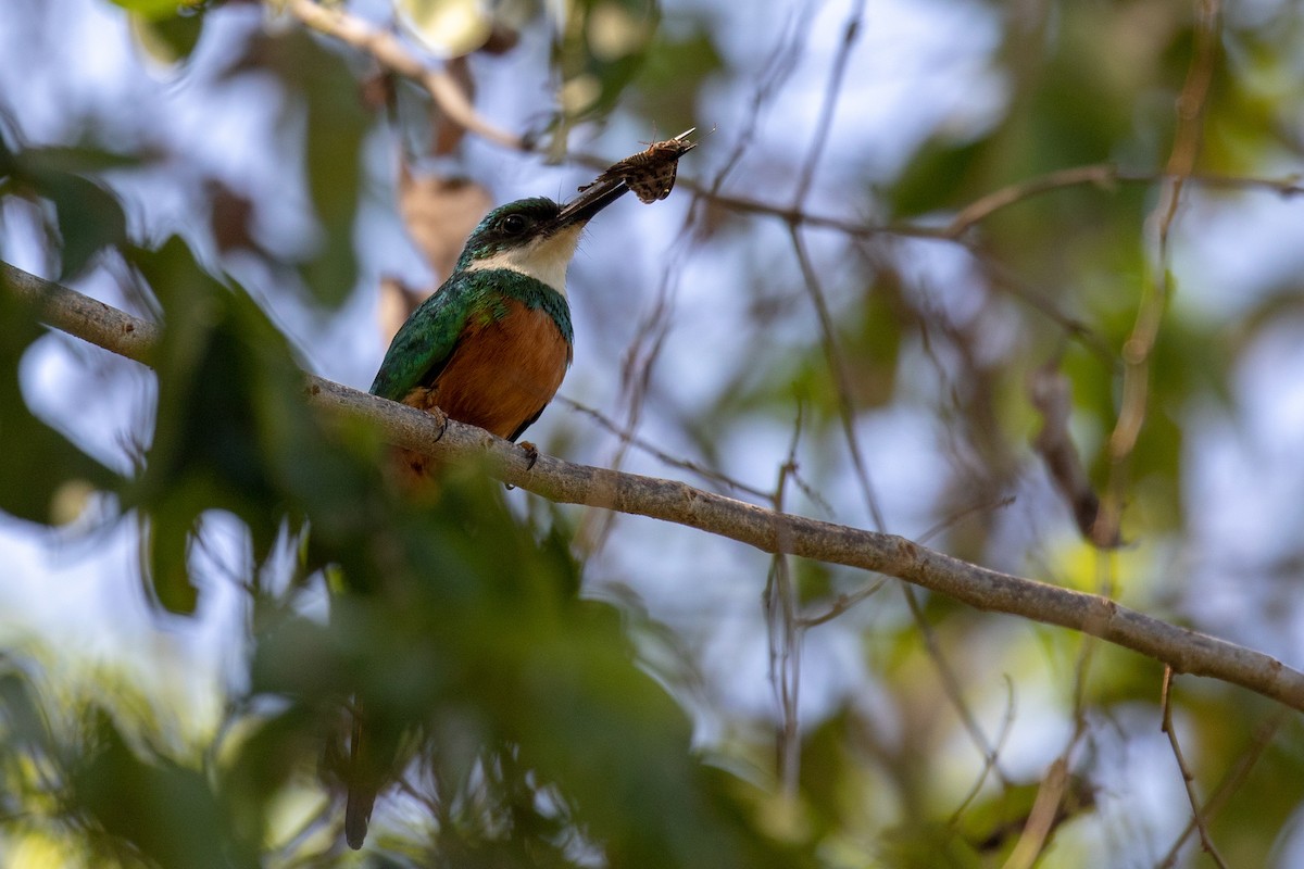 Rufous-tailed Jacamar (Rufous-tailed) - ML107591691