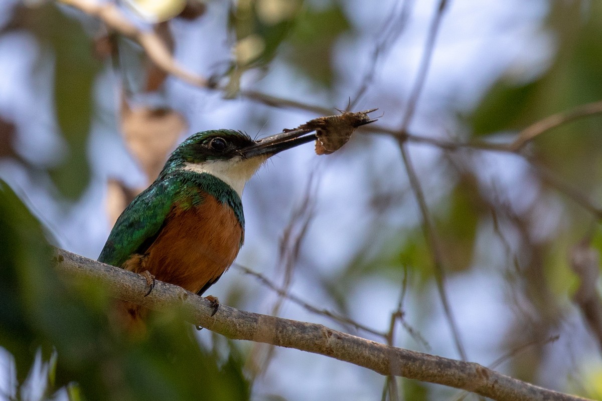 Rufous-tailed Jacamar (Rufous-tailed) - ML107591701