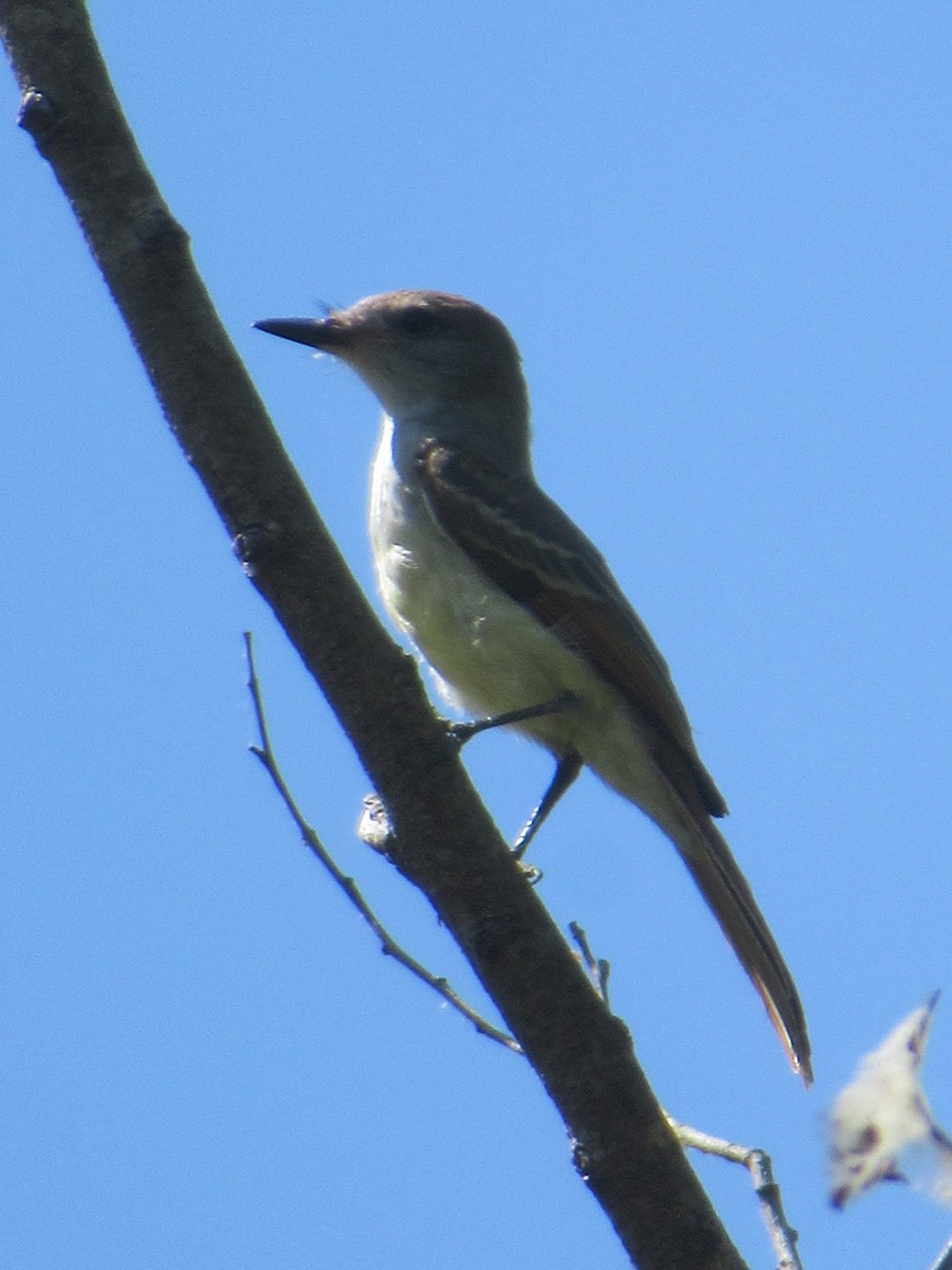 Ash-throated Flycatcher - Lindsay Fitch