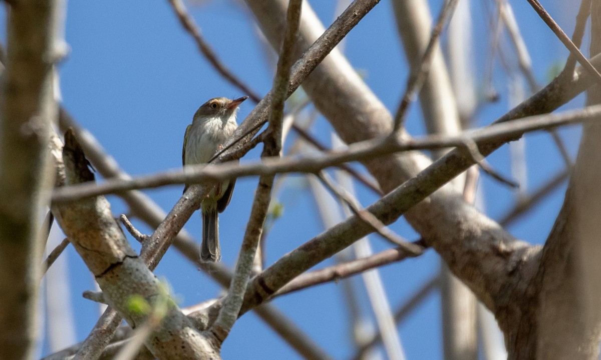 Pale-eyed Pygmy-Tyrant - ML107593071