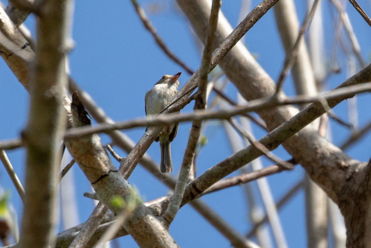 Pale-eyed Pygmy-Tyrant - ML107593081