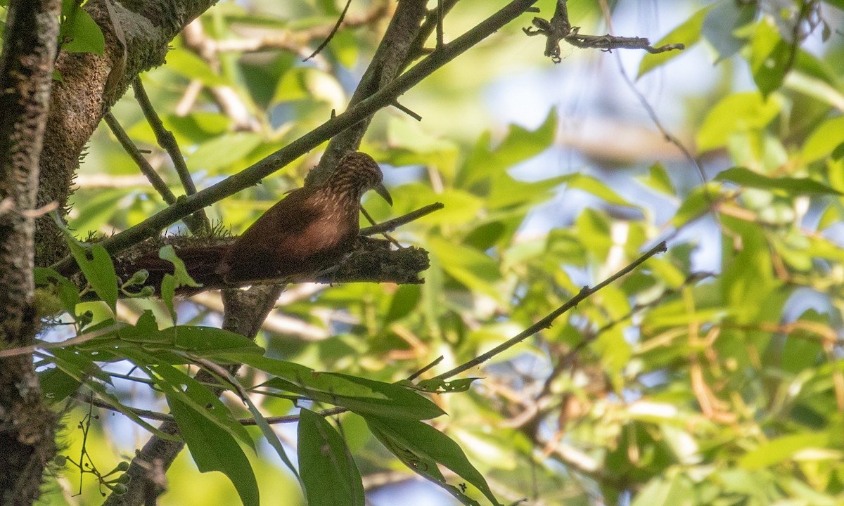 Cocoa Woodcreeper (Lawrence's) - ML107593301