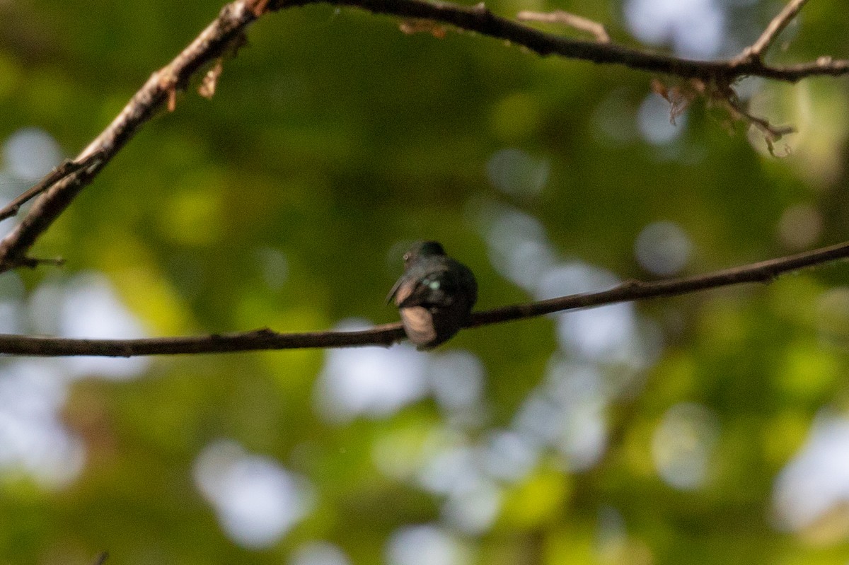 Steely-vented Hummingbird - Drew Weber