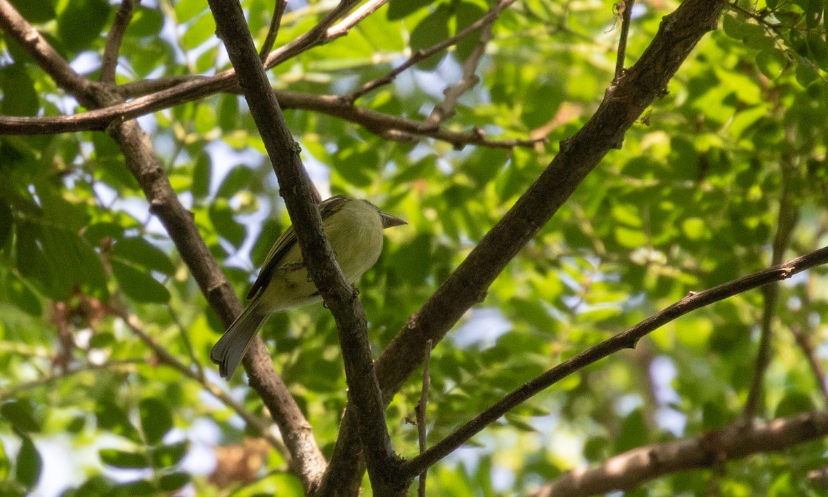 Yellow-olive Flatbill (exortivus) - ML107593361