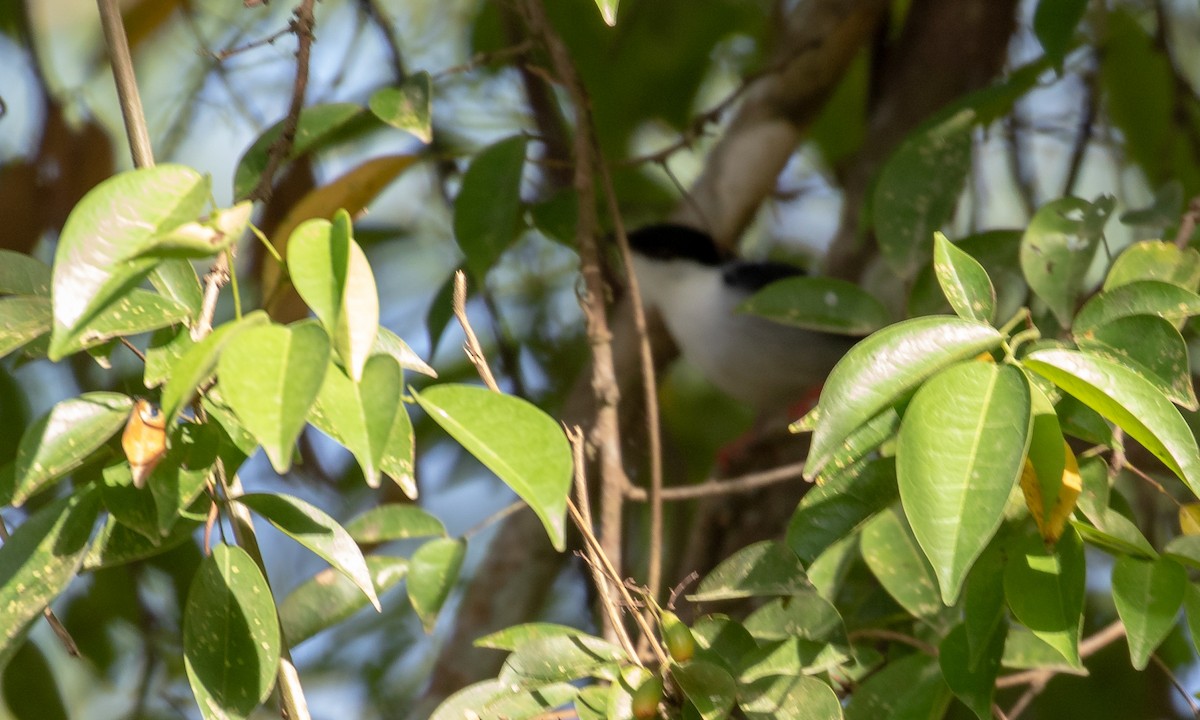 White-bearded Manakin - ML107593401