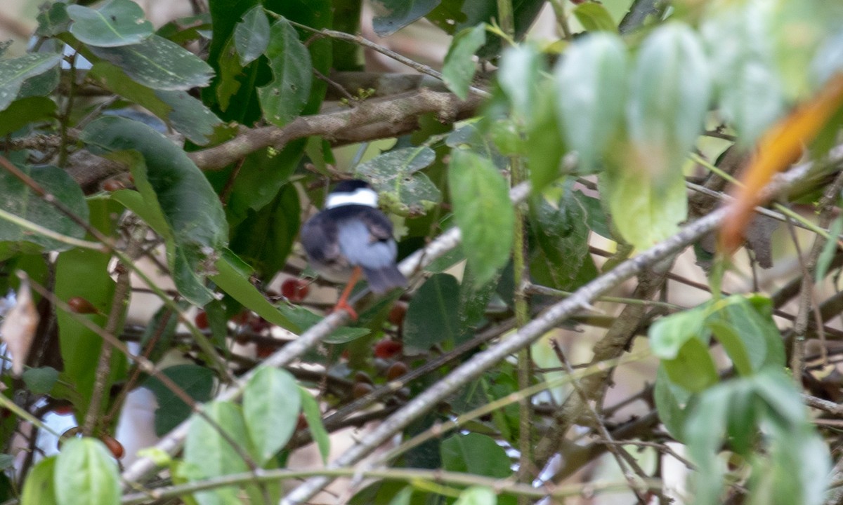 White-bearded Manakin - ML107593411