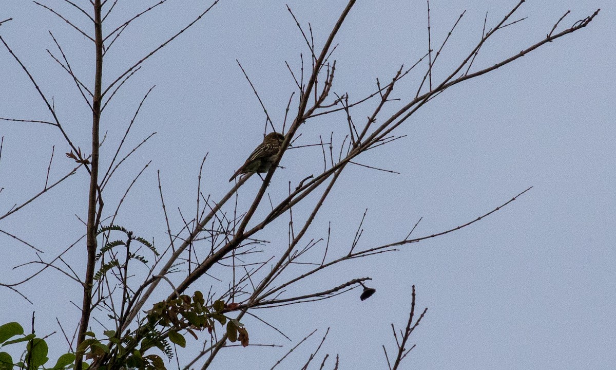 Streaked Flycatcher (Northern) - ML107593501