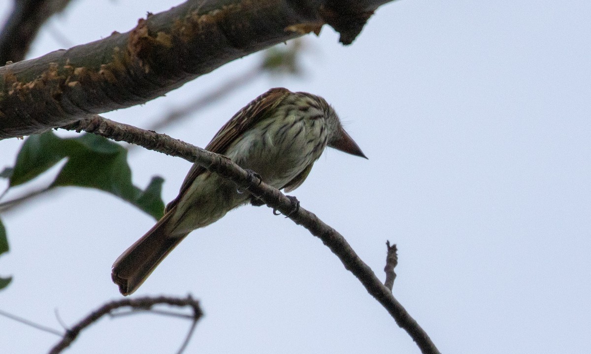 Streaked Flycatcher (Northern) - ML107593511