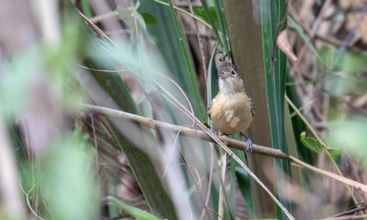 Black-backed Antshrike - ML107593601