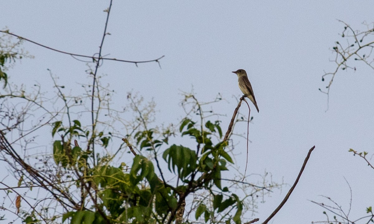 Olive-sided Flycatcher - Drew Weber