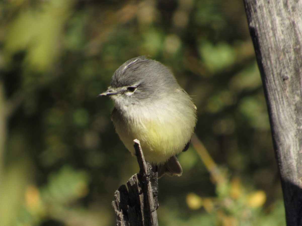 Straneck's Tyrannulet - ML107593851