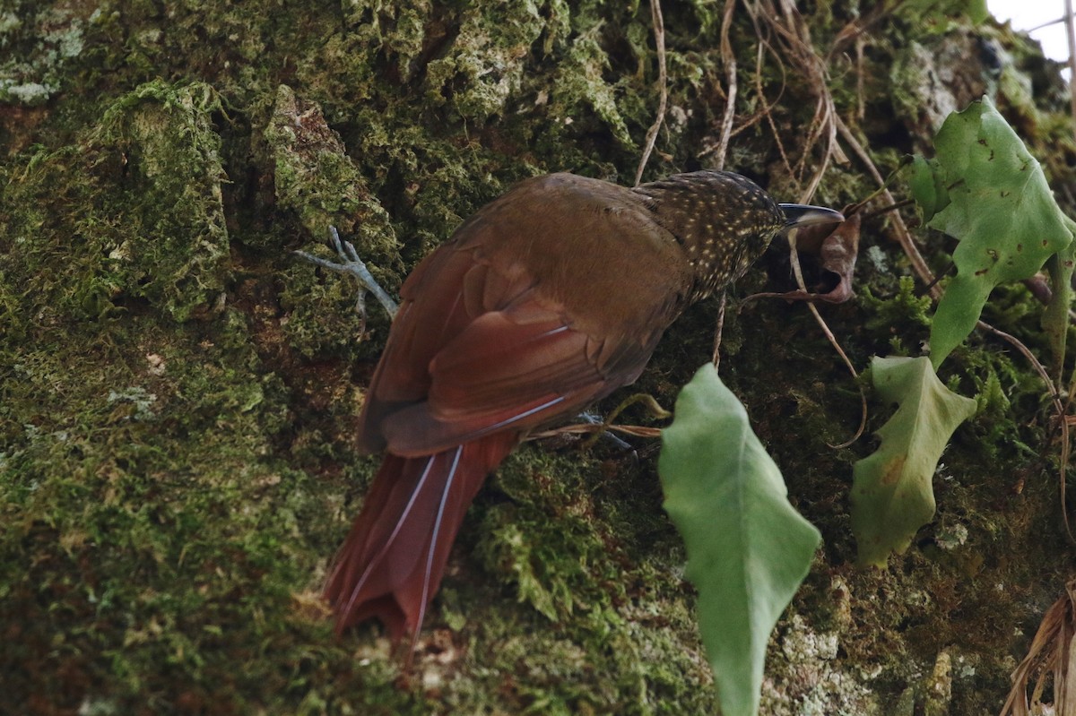 Olive-backed Woodcreeper - ML107593861