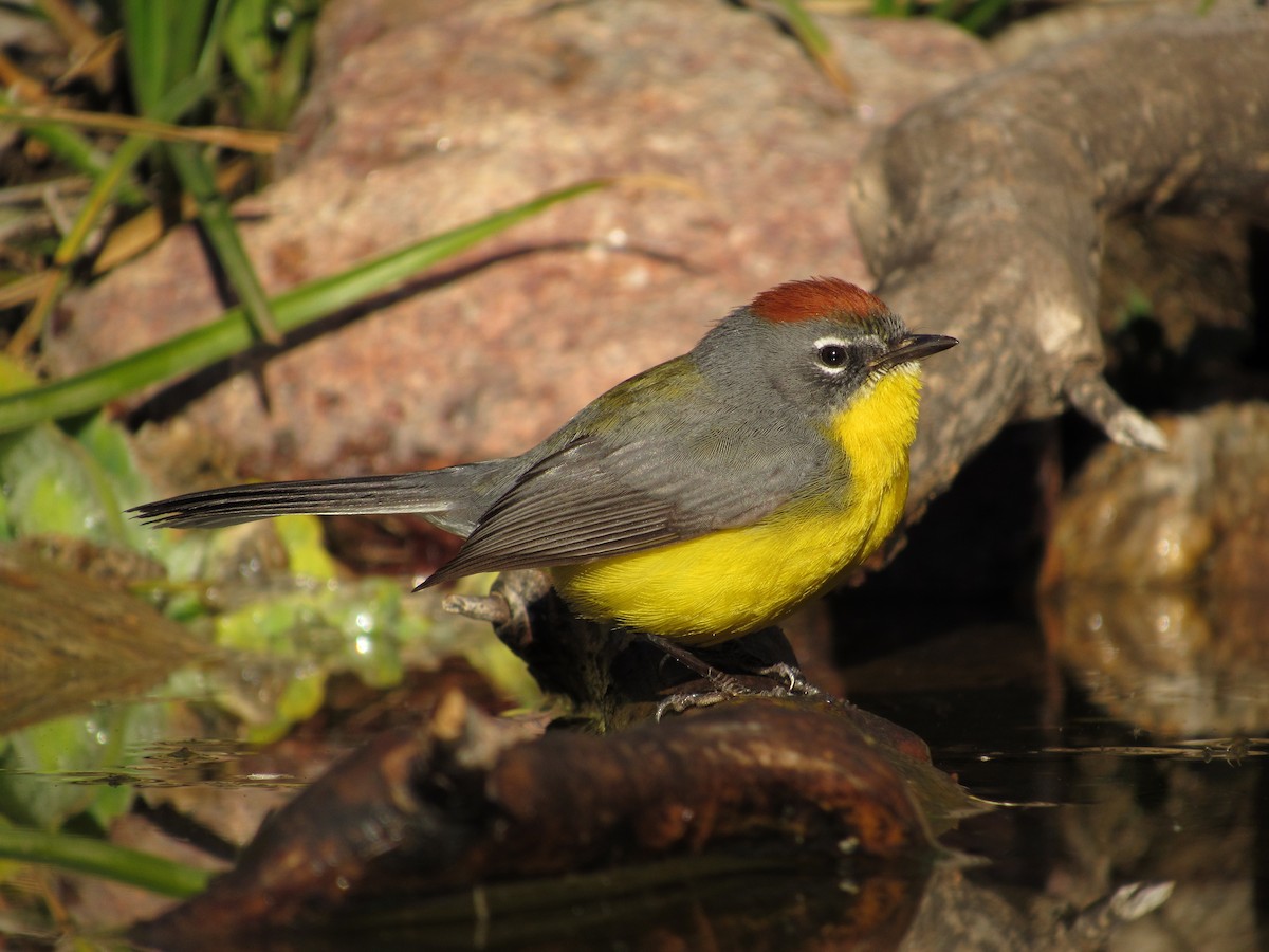 Brown-capped Redstart - samuel olivieri bornand