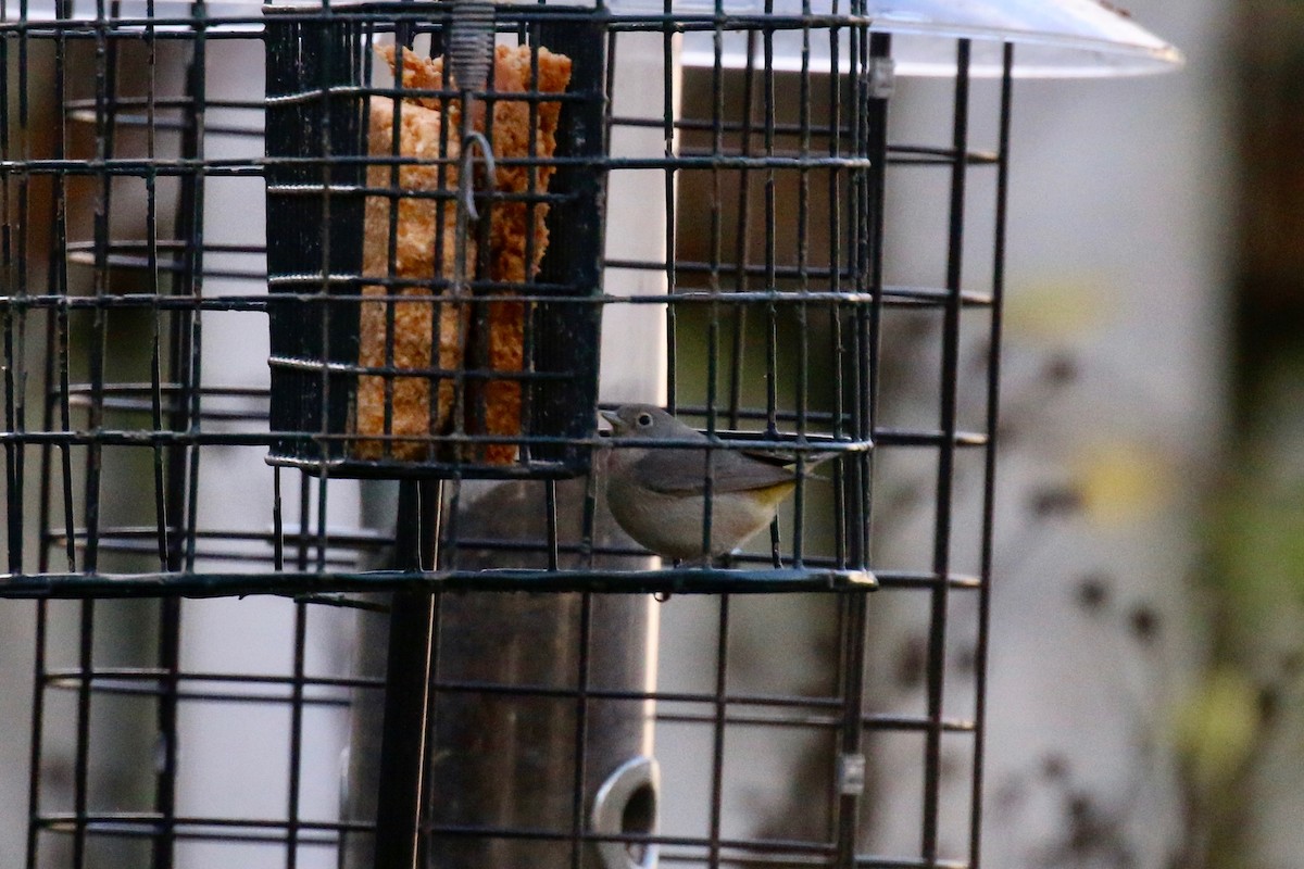 Virginia's Warbler - ML107596871